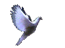pomba.gif (38556 bytes)